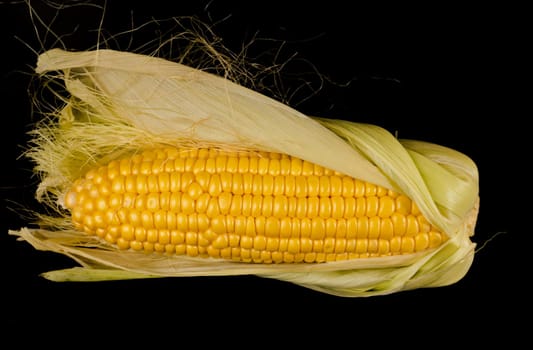 A swing of ripe corn, half in husks on a black background