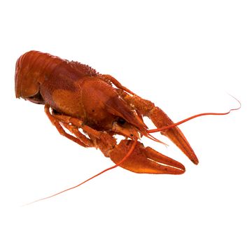 Red crayfish on white background isolated