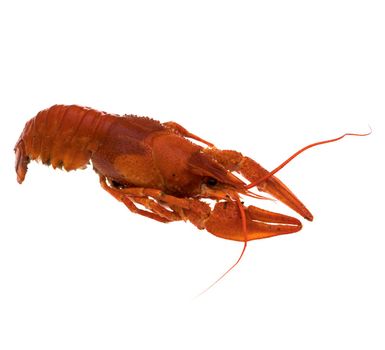 Red crayfish on white background isolated