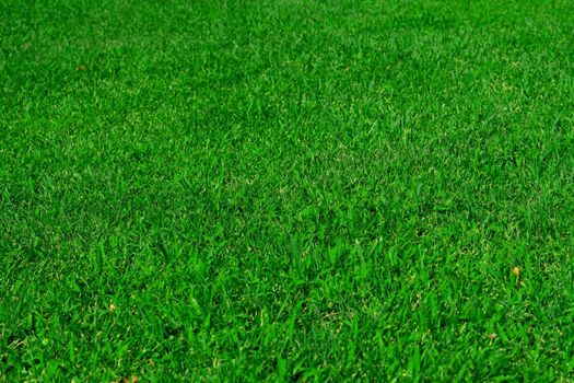 Green lawn grass in the park area, texture, background