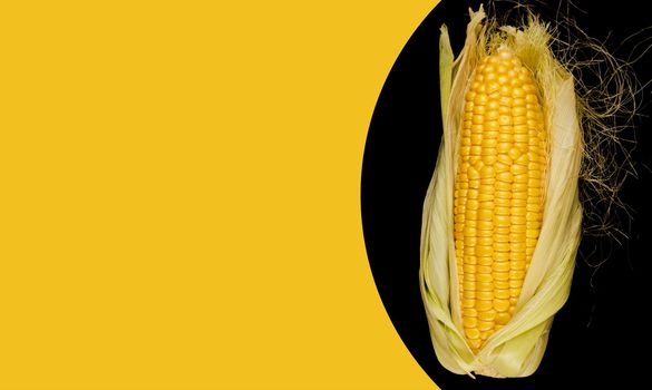 Ripe corn in a head of cabbage half peeled from the husk, on a wooden board and a black background space for the text, on a yellow background