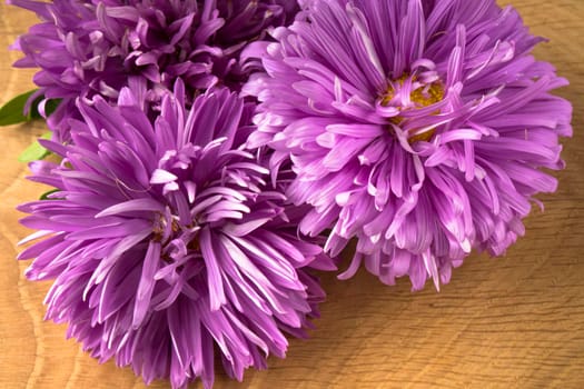 Blossoming three buds of aster on a wood board