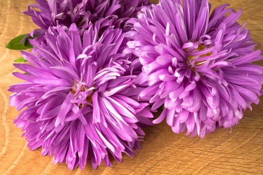 Blossoming three buds of aster on a wood board