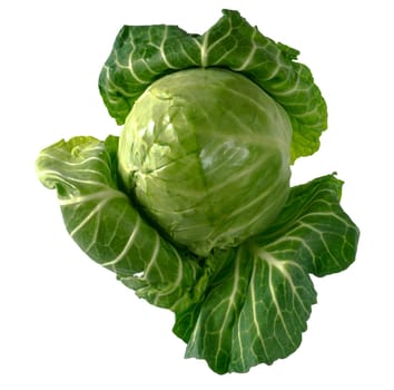 Head of green young fresh cabbage with fluffed leaves on a white background in insulated