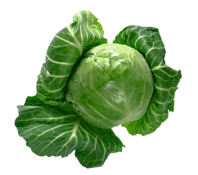 Head of green young fresh cabbage with fluffed leaves on a white background in insulated