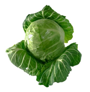 Head of green young fresh cabbage with fluffed leaves on a white background in insulated