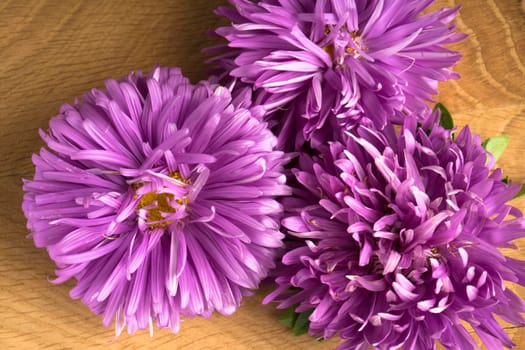 Blossoming three buds of aster on a wood board