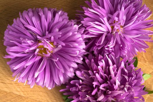 Blossoming three buds of aster on a wood board