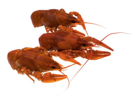 Red Crayfish, on a white background in isolation