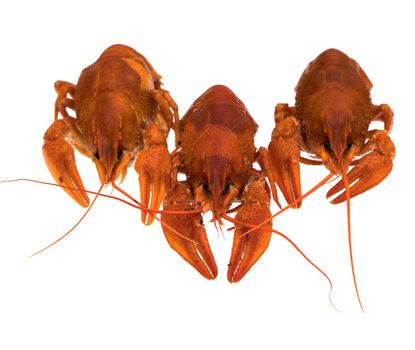 Red Crayfish, on a white background in isolation