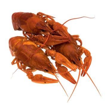 Red crayfish on white background isolated