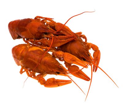 Red crayfish on white background isolated