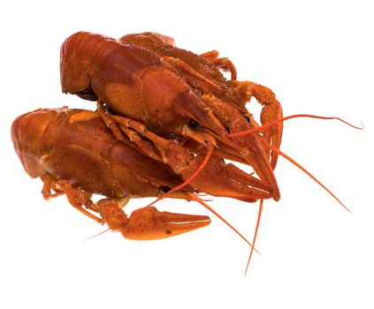 Red crayfish on white background isolated