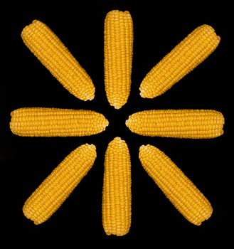 Heads of ripe corn, peeled from husk, folded in a circle on a black background