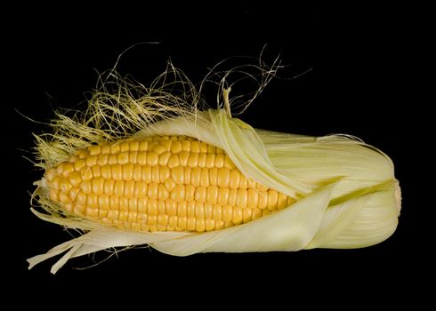 Ripe corn in a head of cabbage half peeled from the husk on a black background