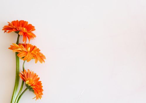 High angle view of three orange gerberas on white table - nature background
