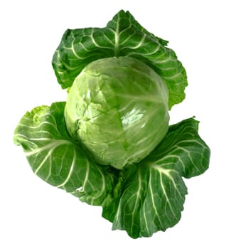 Head of green young fresh cabbage with fluffed leaves on a white background in insulated