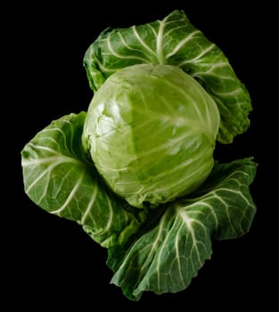 Head of green young fresh cabbage with loose leaves on black background