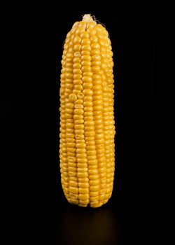 A swing of ripe corn separated from a husk on a black background