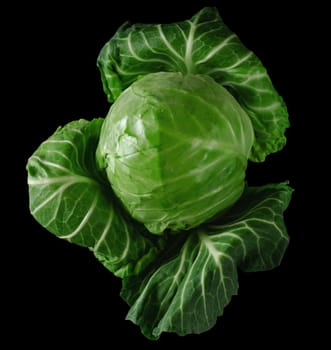 Head of green young fresh cabbage with loose leaves on black background