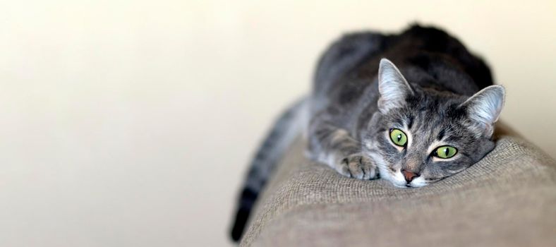 banner with Striped gray cat laying on the sofa. Portrait of a striped, fluffy cat sad, light background. Close up. Soft focus. Copy space.