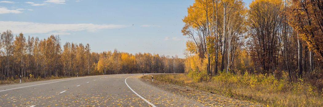 BANNER, LONG FORMAT Amazing view with colorful autumn forest with asphalt mountain road. Beautiful landscape with empty road, trees and sunlight in in autumn. Travel background. Nature.