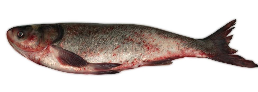 Whole raw silver carp fish close-up on a white background