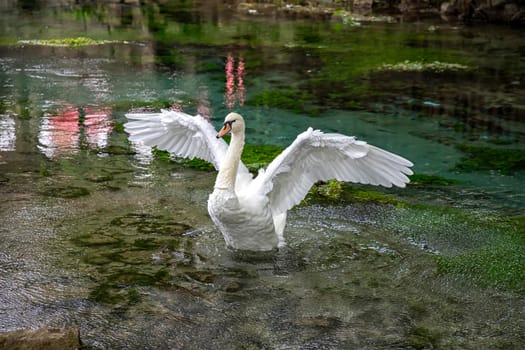 A beautiful white swan spread its wings in the water