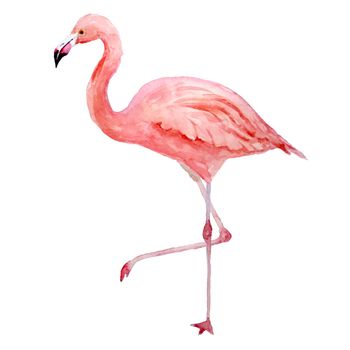 Pink flamingo. Tropical exotic bird rose flamingos isolated on white background. Watercolor hand drawn realistic animal illustration. Summer bird wildlife. Print for wrapping paper, wallpaper, cards, textile