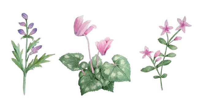 Watercolor hand drawn illustration of pink violet purple cyclamen wild flowers. Forest wood woodland nature plant, realistic design leaves petals. For wedding cards, invitation, design textile