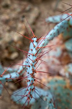 Long flower thorns of a cactus. close view.