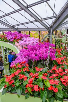 Beautiful orchids in Keukenhof park, Lisse, Holland Netherlands