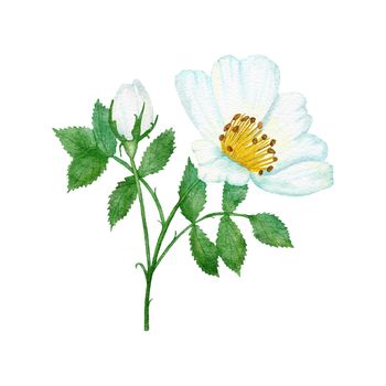 Watercolor hand drawn illustration of white wild rose with green leaf leaves, elegant dog-rose floral flower blossom petals, natural plant greenery. Nature herb, pastel wedding concept for print invitations