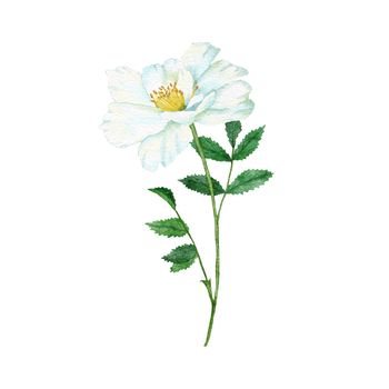 Watercolor hand drawn illustration of white wild rose with green leaf leaves, elegant dog-rose floral flower blossom petals, natural plant greenery. Nature herb, pastel wedding concept for print invitations