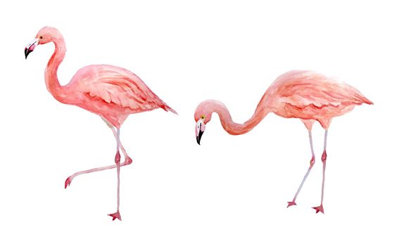 Set of two pink flamingo. Tropical exotic bird rose flamingos isolated on white background. Watercolor hand drawn realistic animal illustration. Summer bird wildlife. Print for wrapping paper, wallpaper, cards, textile