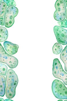 Seamless vertical border frame of unicellular green blue algae chlorella spirulina with large cells single-cells with lipid weed droplets. Watercolor illustration of macro zoom microorganism bacteria cosmetics biological design
