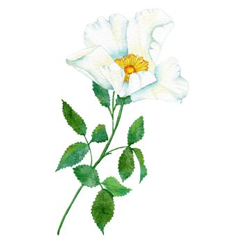 Watercolor hand drawn illustration of white wild rose with green leaf leaves, elegant dog-rose floral flower blossom petals, natural plant greenery. Nature herb, pastel wedding concept for print invitations