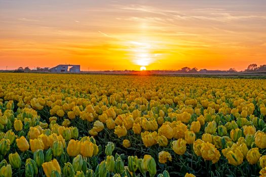 Blooming yellow flower bulbs in the countryside from the Netherlands in spring at sunset