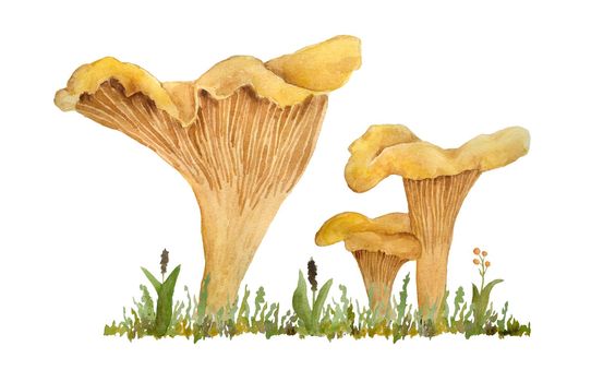 Hand drawn watercolor illustration of chanterelle cibarius edible wild fungi mushrooms. Orange yellow fungus in wood woodland forest grass. Natural plants nature harvest mushroom. Design realistic organic raw