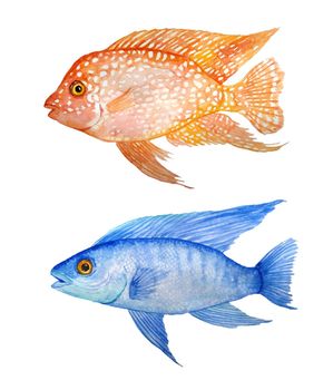 Watercolor hand drawn illustration of red texas and electric blue cichlid fresh water fish. Acquarium fish tank animal pet. Tropical aquascaping underwater hybrid cichlid. Exotic environment cute design set