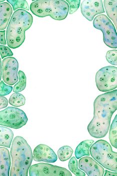 Hand drawn border page frame of unicellular green blue algae chlorella spirulina with large cells single-cells with lipid weed droplets. Watercolor illustration of macro zoom microorganism bacteria cosmetics biological design