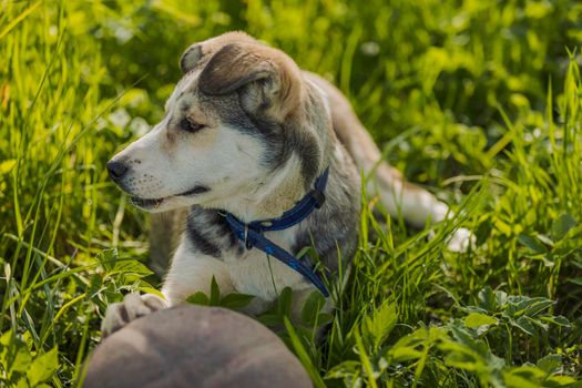 husky dog with ball in green grass