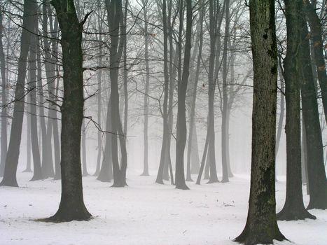 A forest foggy day with trees in the snow