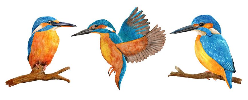 Hand drawn watercolor illustration of wild kingfisher birds, blue azure orange feathers, on the branch and flying. Nature natural wildlife in river forest woodland, ecology concept