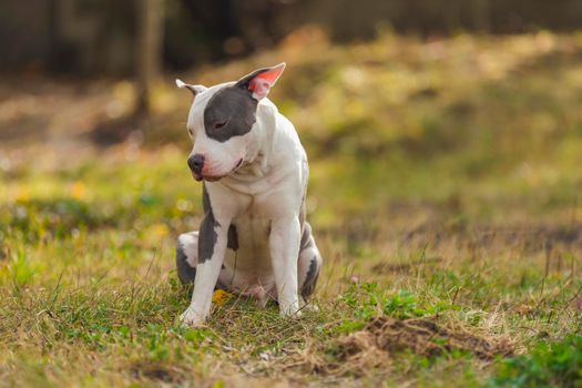 positive pit bull puppy on the lawn