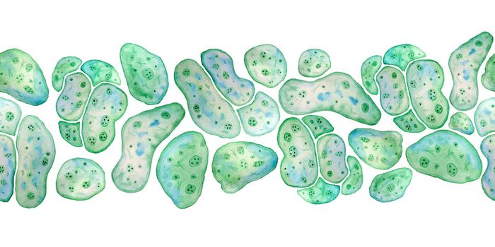 Seamless horizontal border of unicellular green blue algae chlorella spirulina with large cells single-cells with lipid droplets. Watercolor illustration of macro zoom microorganism bacteria for cosmetics biological design