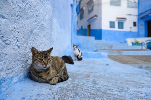 A Cat in Blue Chefchaouen City, Morocco