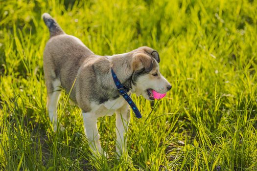 husky dog playing with a pink ball sitting in the grass