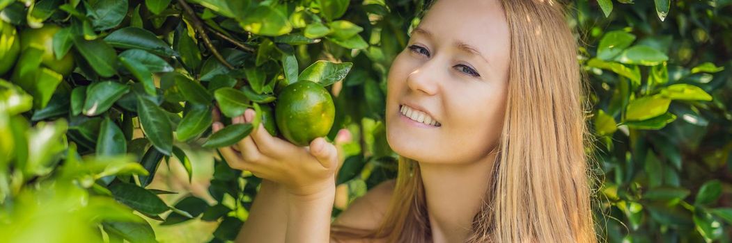 Portrait of Attractive Farmer Woman is Harvesting Orange in Organic Farm, Cheerful Girl in Happiness Emotion While Reaping Oranges in The Garden, Agriculture and Plantation Concept. BANNER, LONG FORMAT