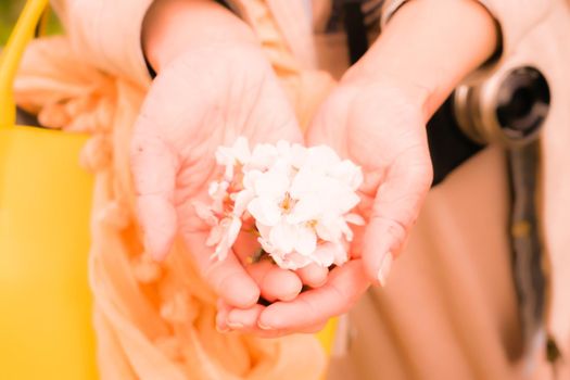 Woman putting cherry blossoms on hand. Shooting Location: Yokohama-city kanagawa prefecture